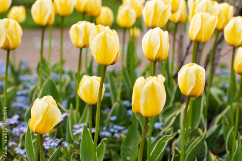 Blooming yellow tulips  spring in the park. Yellow tulips in the city flower bed. Floral background. For Easter greeting cards