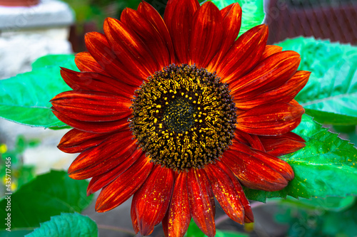 A beautiful decorative dark red sunflower blooming in the garden  dusty covered with yellow pollen.