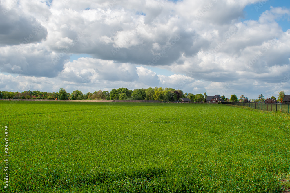 A green grass field and blue sky with clouds in Laar-Weert the Netherlands