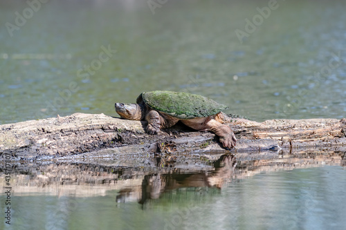 Snapping turtle spread out in the sun on a log in a lake