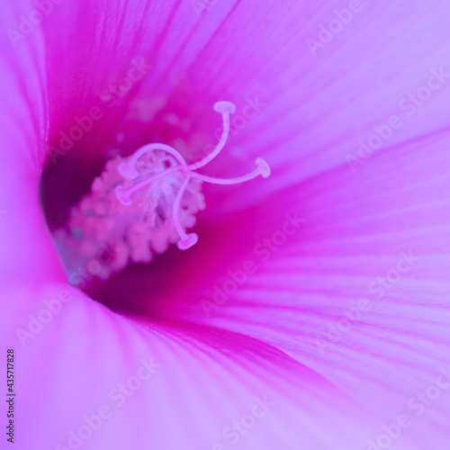 The pistil part of the Lilium flower growing in the neon light. The square photo was shot in macro style.
