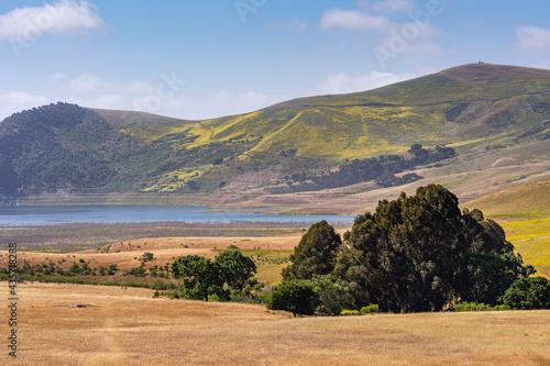 фотографія Santa Maria, CA, USA - May 21, 2021: Brown dried ranch land and green yellowish hills with dark green trees group under blue sky