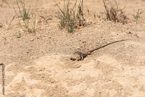 Los Padres National Forest  CA  USA - May 21  2021  Closeup of brownish long-tail Common side-blotched lizard in straight line on yellow dry dirt.  ready to dive in its hole.