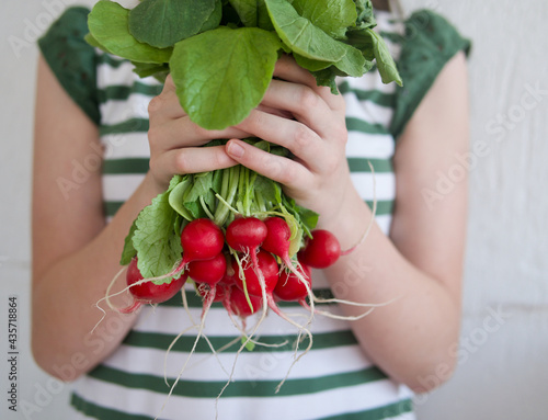 girls hands holding fresh farm red radishes