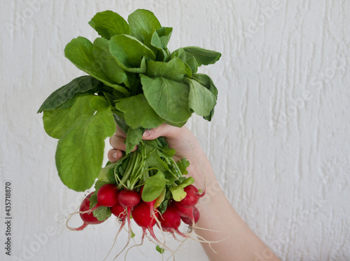 bunch of fresh red radish in hand on white background