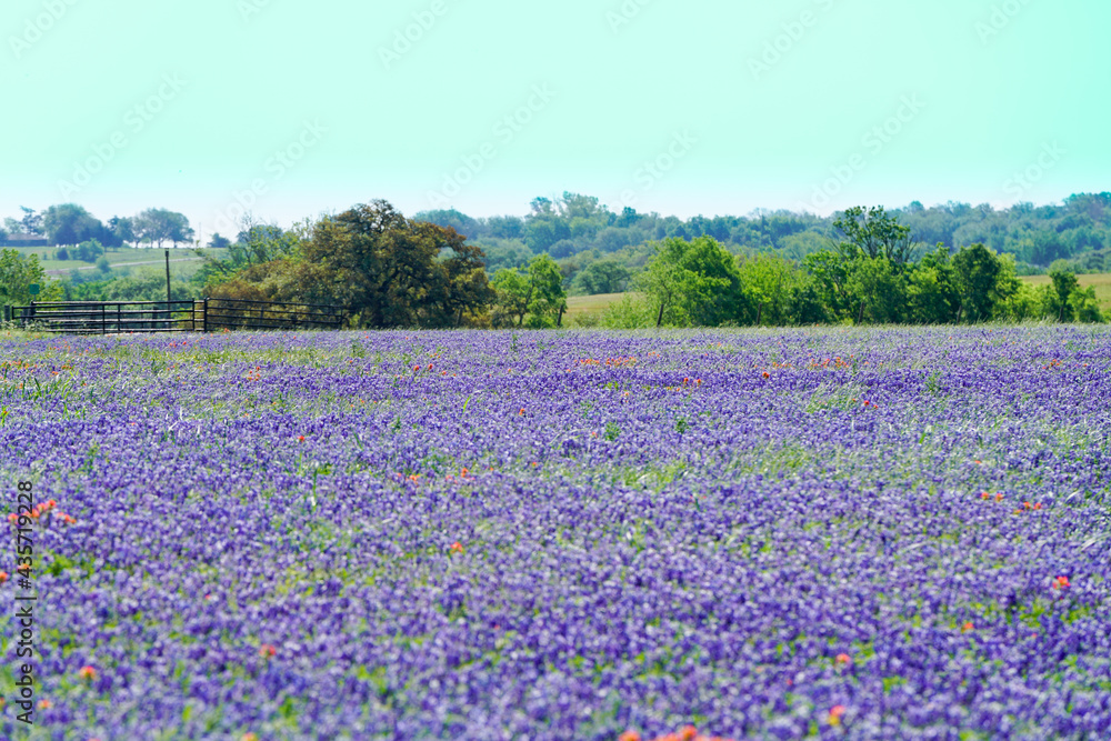 Texas bluebonnet wildflowers patch near Brenham, TX.  