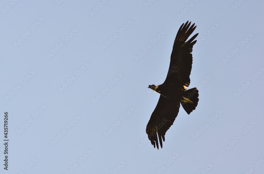 Fototapeta premium Condor andino en vuelo