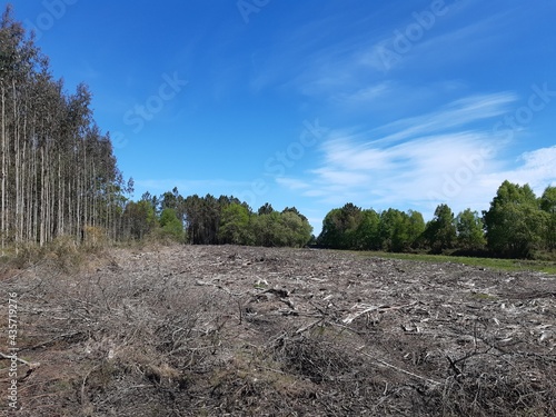 Terreno deforestado en Galicia después de una tala masiva de eucaliptos