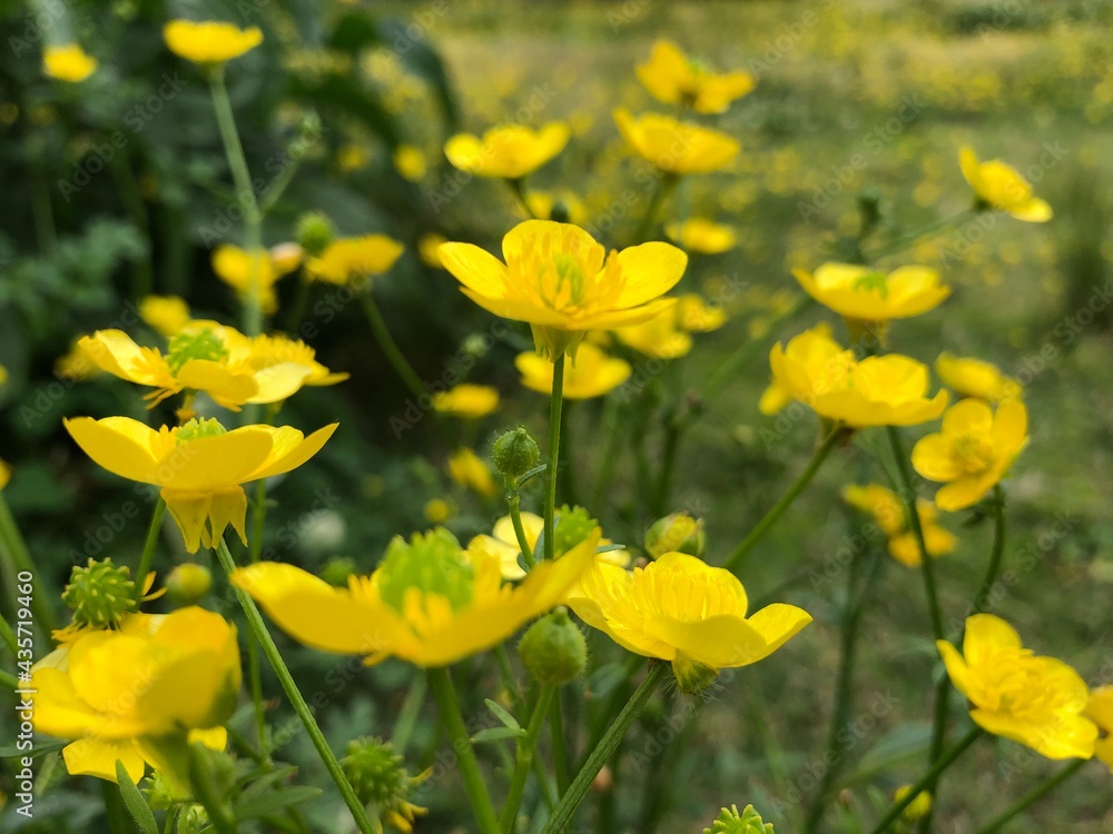Fototapeta premium field of yellow flowers