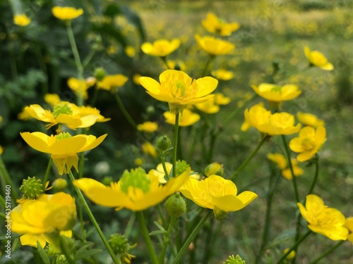 field of yellow flowers