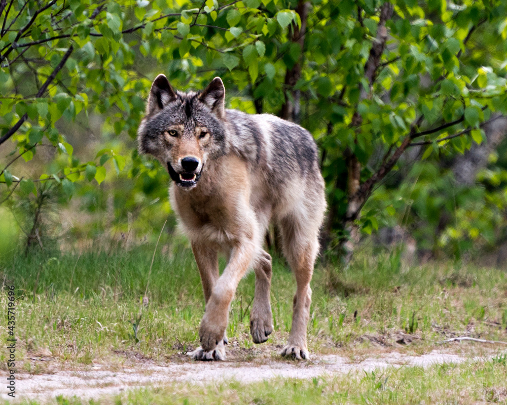 Wolf Photo Stock. Close-up profile view in the bushes in springtime in Northern Ontario looking at camera in its environment and habitat with blur forest background. Image. Picture. Portrait. Wolf Photo Stock. Close-up profile view in the bushes in springtime in Northern Ontario looking at camera in its environment and habitat with blur forest background. Image. Picture. Portrait.