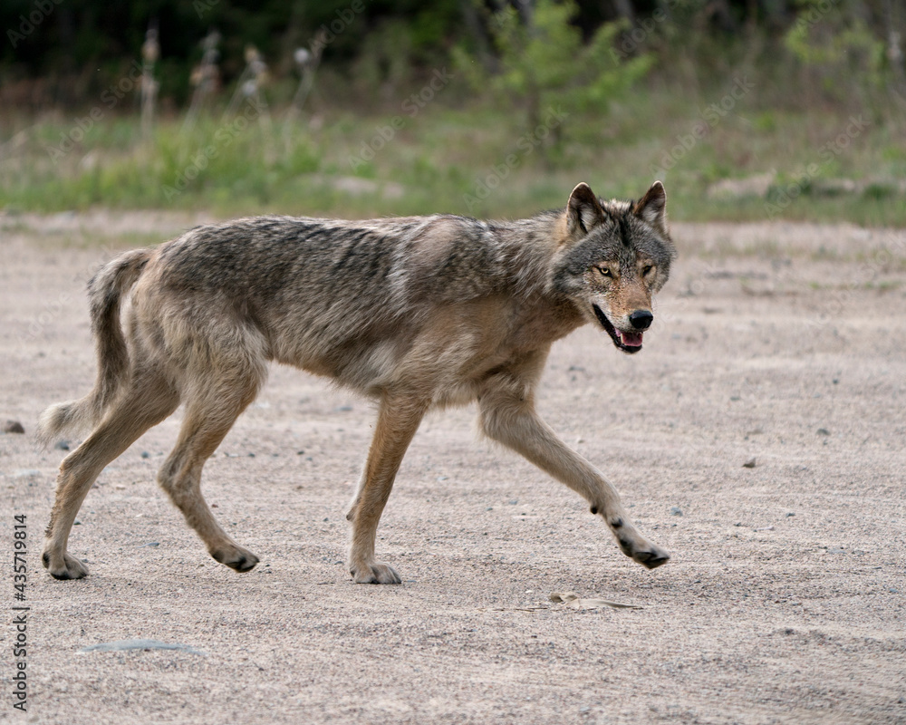 Wolf Photo Stock. Close-up profile view in the bushes in springtime in Northern Ontario looking at camera in its environment and habitat. Image. Picture. Portrait. Wolf Photo Stock. Close-up profile view in the bushes in springtime in Northern Ontario looking at camera in its environment and habitat. Image. Picture. Portrait.
