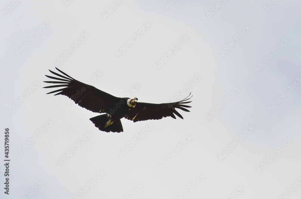 Naklejka premium Cóndor andino en vuelo