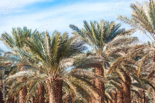 Date palms close up under the blue sky. Orchard in the desert. Date palm plantation in Israel. Growing fruits for sale. Trees planted in a row.