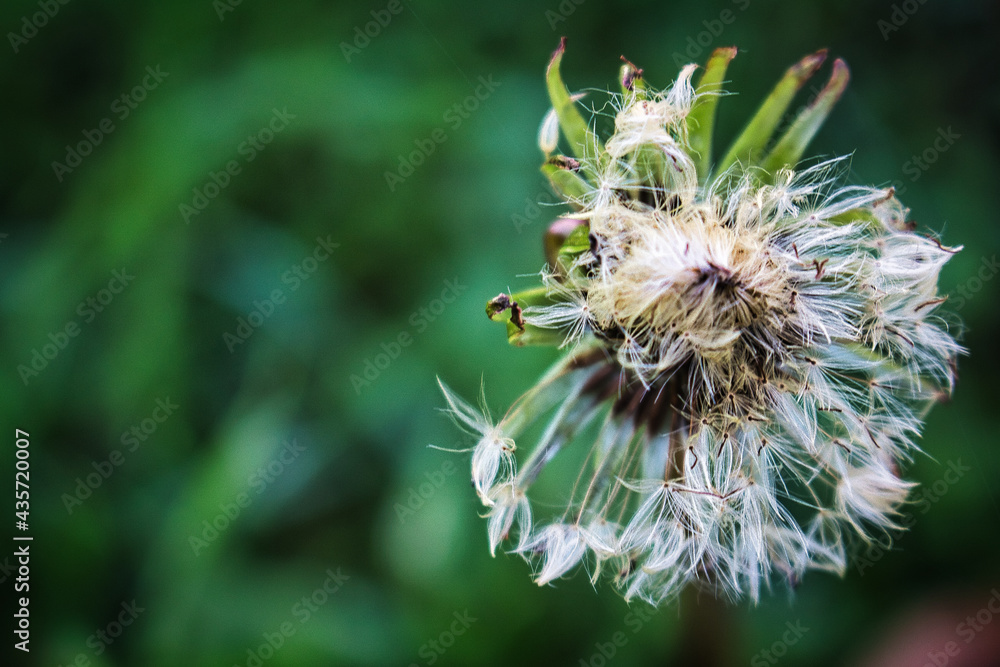 Unspoken wishes. Macro-photography of a dandelion. Unspoken wishes. Macro-photography of a dandelion.