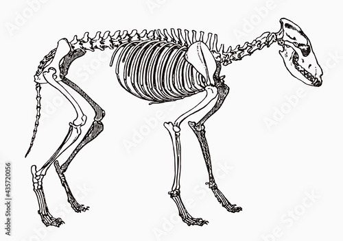 Skeleton of wolf, canis lupus in profile view, after antique engraving from the 19th century