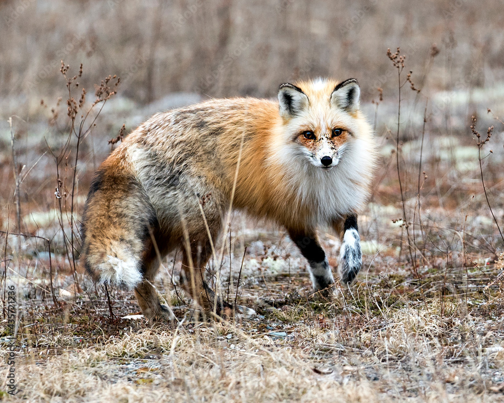 Obraz premium Red Fox Photo Stock. Red unique fox close-up profile looking at camera in the spring season in its environment and habitat with blur background. Fox Image. Picture. Portrait.