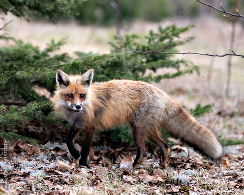 Red Fox Photo Stock. Fox Image. Close-up profile view side view in the spring season with blur white moss and coniferous branches background and  its environment and habitat. Picture. Portrait. ©  Aline