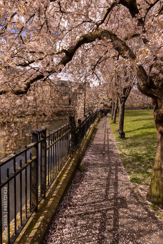 Fototapeta premium Sakura in Scotland