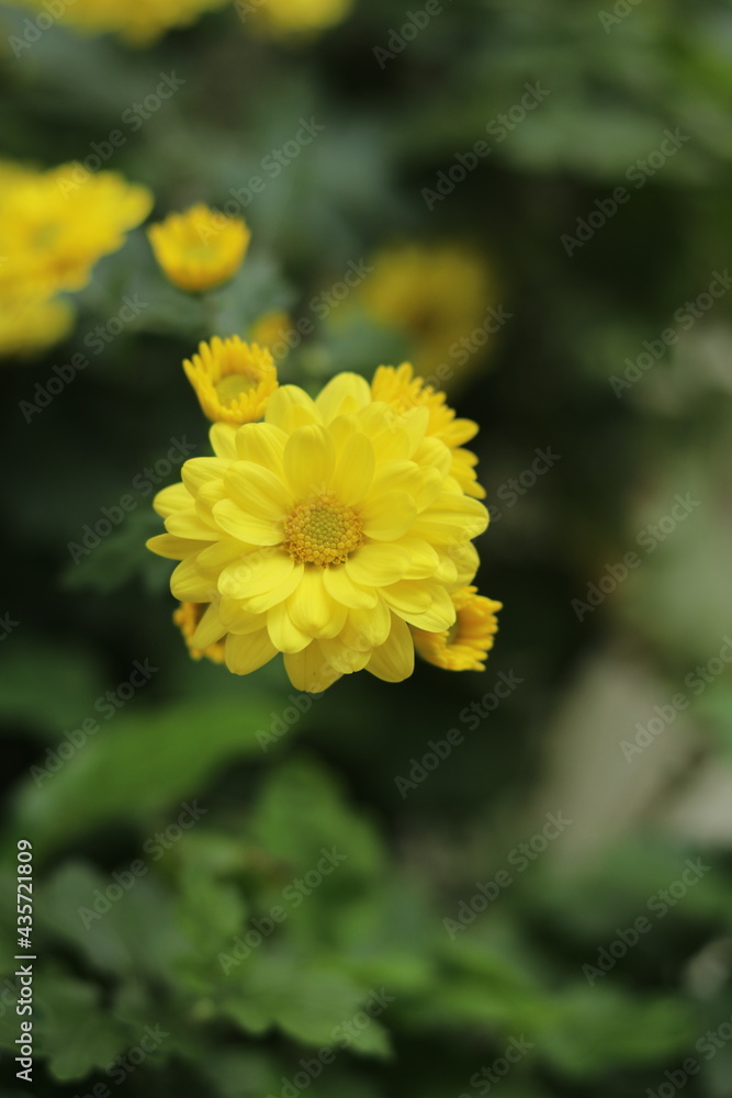 Flor de plantas de jardinería. Flor de plantas de jardinería.
