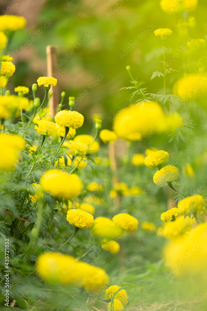Obraz premium Chrysanthemum blooming in the garden.
