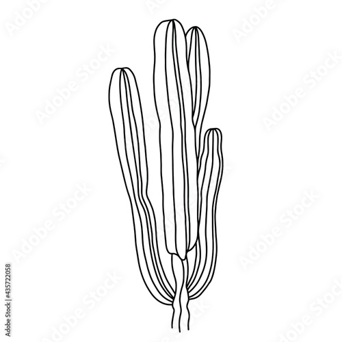 Hand drawn black and white vector of lophocereus schottii isolated on white background. Stock illustration of succulent plant for coloring pages.