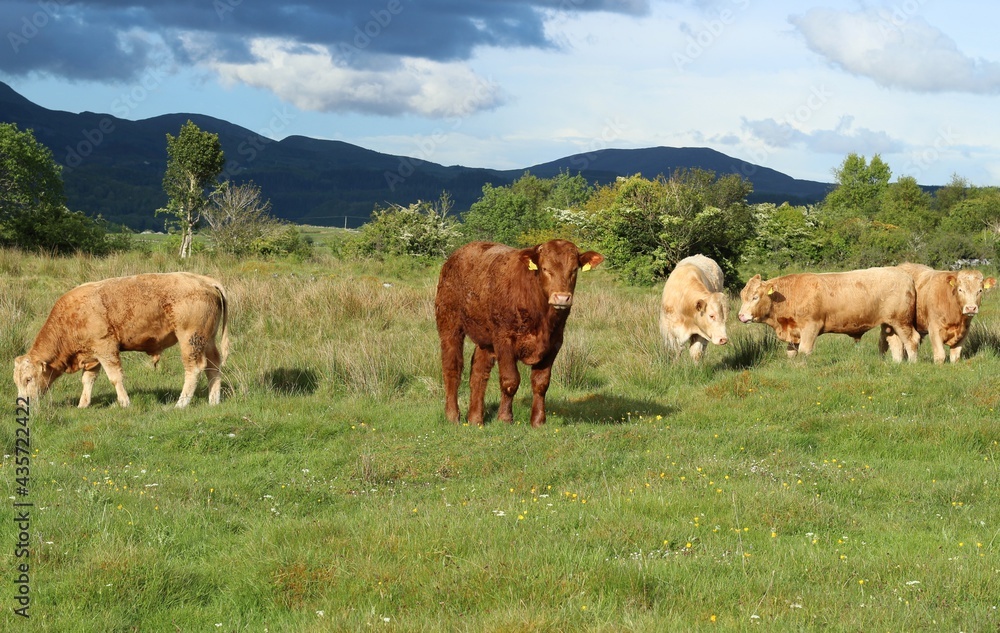 Herd of charolais and limousin breed cattle in field on farmland in rural Ireland during Spring Herd of charolais and limousin breed cattle in field on farmland in rural Ireland during Spring