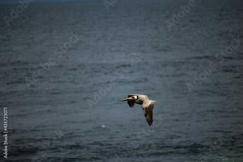 pelican in flight