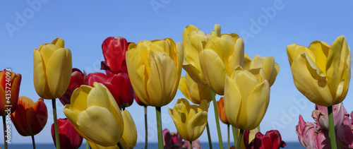 Beautiful mix of Tulips by the Sea in the Spring with blue sky background photo