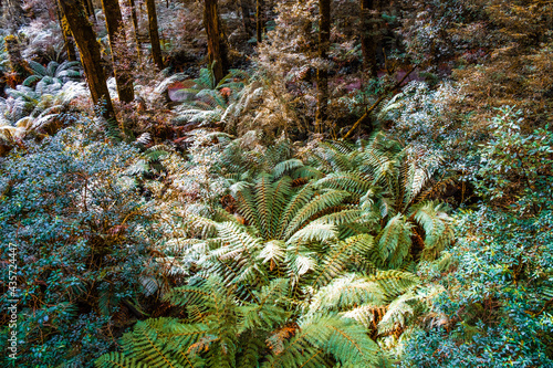 Australian temperate rainforest with eucalyptus and fern trees