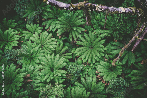 Looking down at beautiful ferns in Australian rainforest