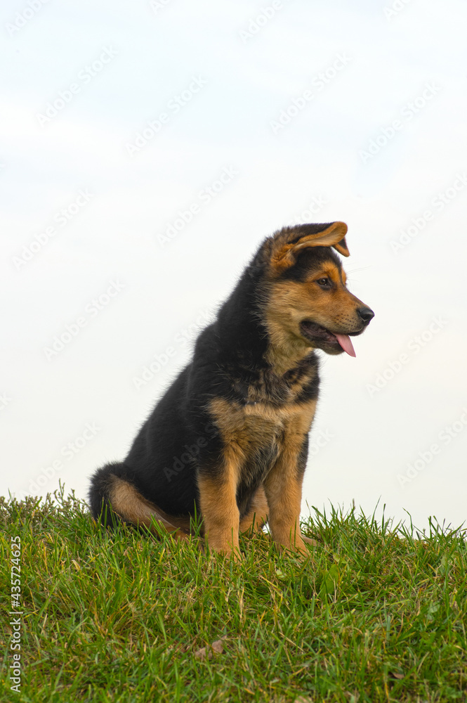 Playful puppy sitting in the grass