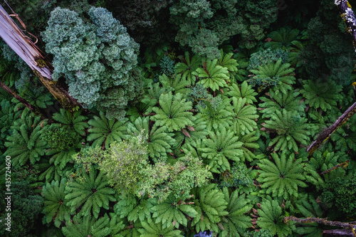 Looking down at lush green ferns in beautiful rainforest in Australia