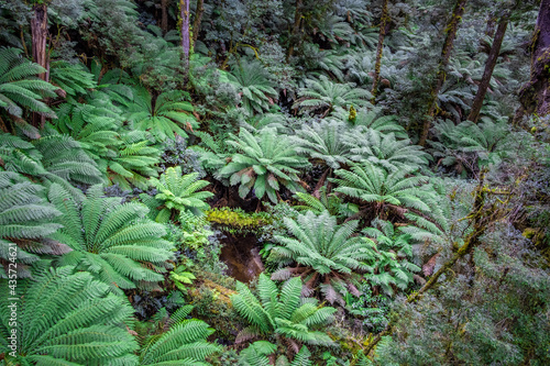 Lush green fern trees in a temperate rainforest in Victoria  Australia