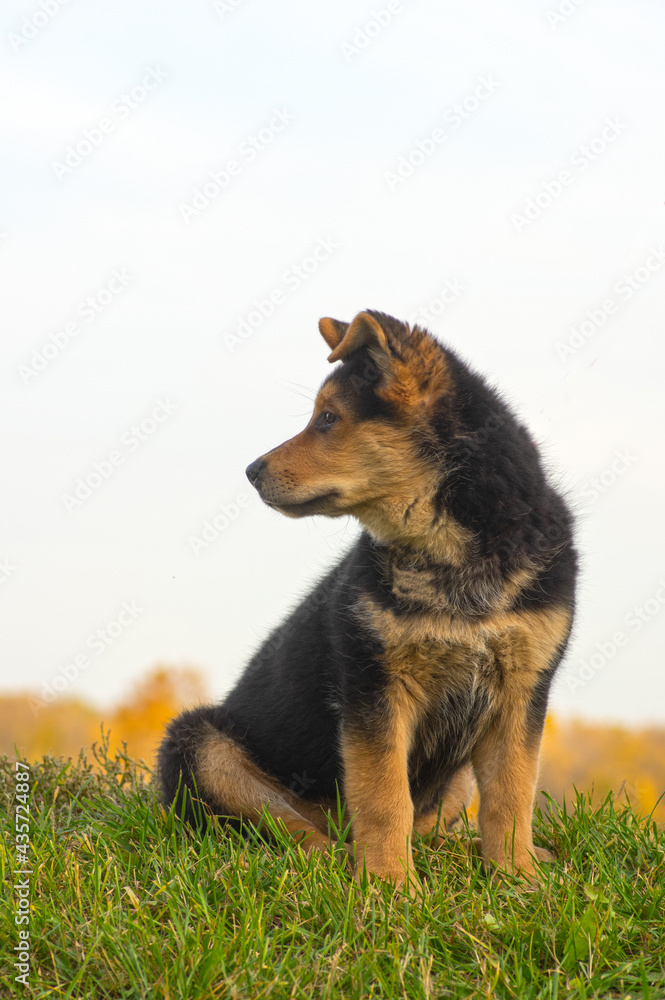 German shepherd mix puppy outside.
