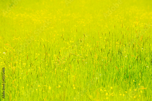yellow grass background