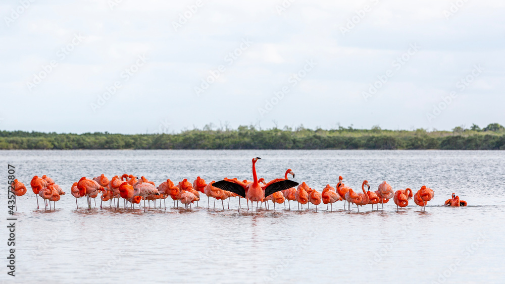 flamingos en el rio