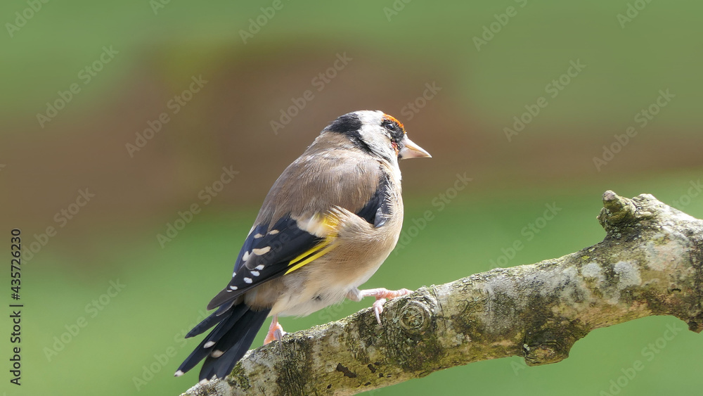 Fototapeta premium Goldfinch on a branch in woods in the uk green background