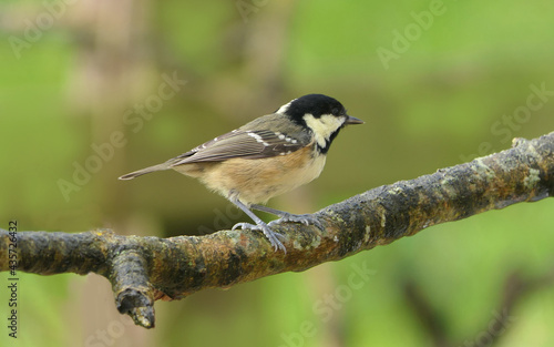 Coal Tit on a branch in woods