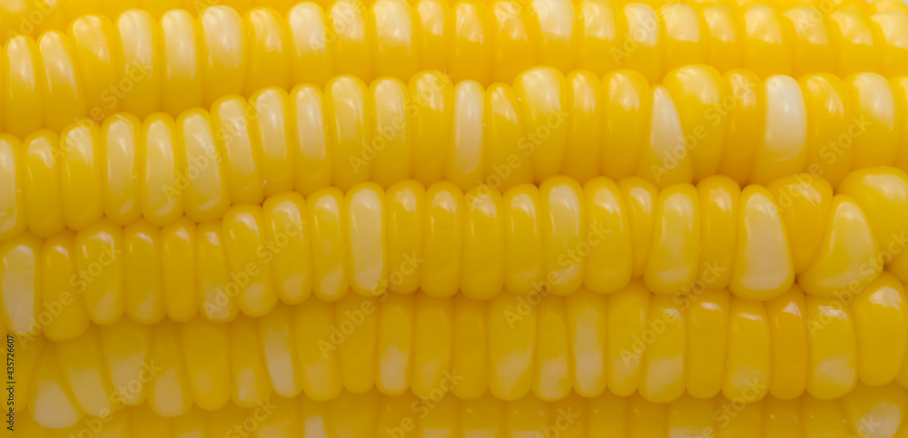 boiled corn for texture and background. boiled corn for texture and background.