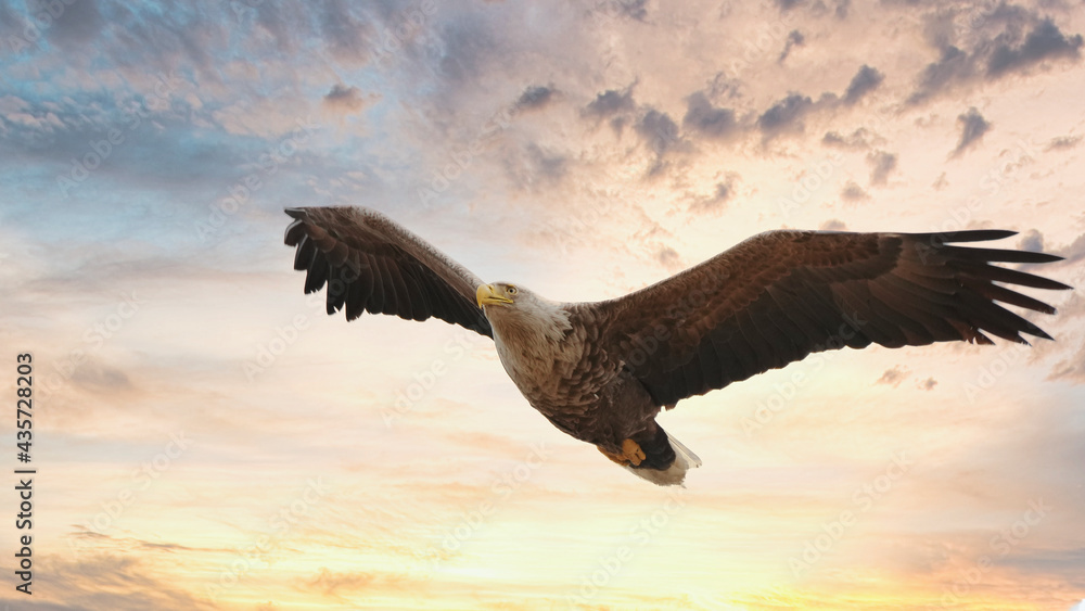 Naklejka premium White-tailed eagle in dramatic sunset
