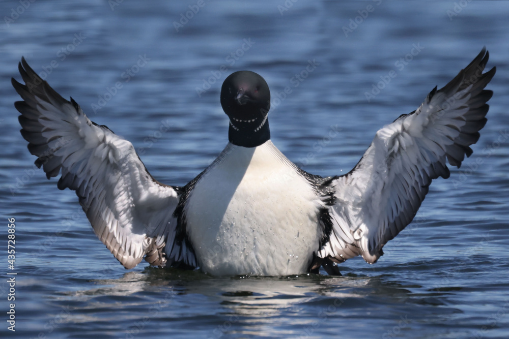 Common Loon on lake on beautiful early summer day, preening, swimming, relaxing, diving, looking for fish, but mostly doing feather maintenance including the flap in place designed for waterproofing Common Loon on lake on beautiful early summer day, preening, swimming, relaxing, diving, looking for fish, but mostly doing feather maintenance including the flap in place designed for waterproofing