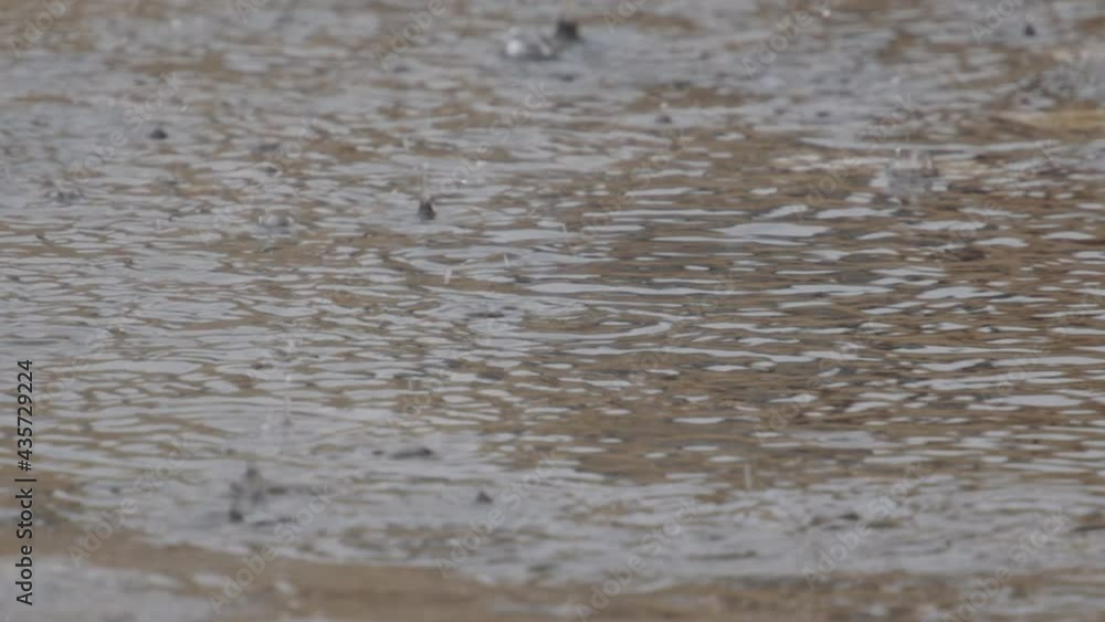Rain Drops on the Water Rain Drops on the Water
