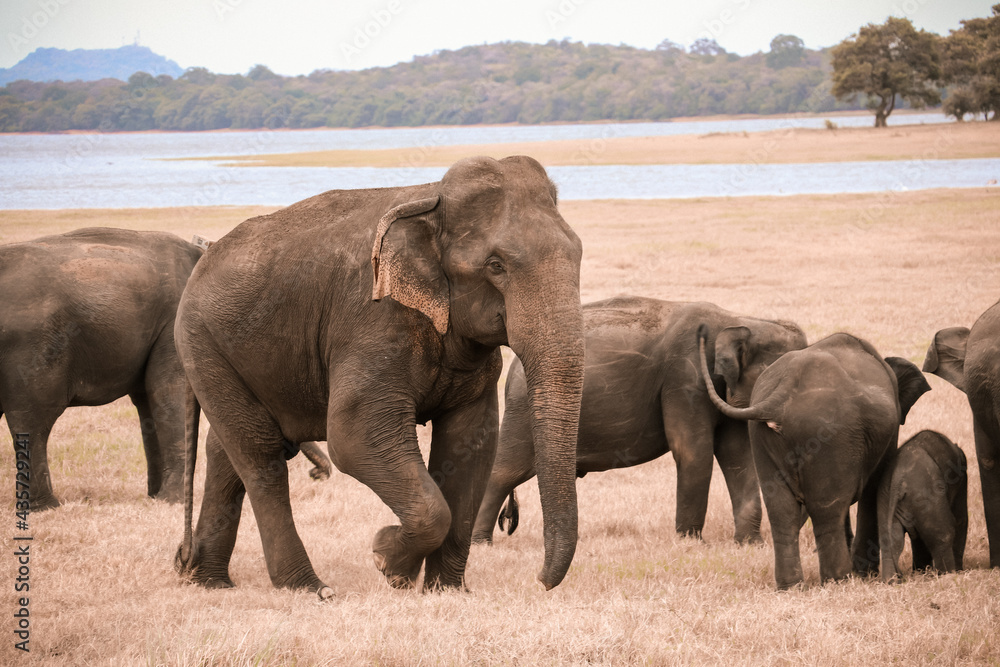 Obraz premium Bull Elephant in Minneriya National Park,Sri Lanka