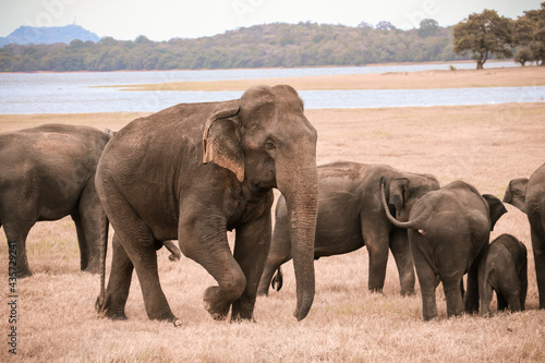 Bull Elephant in Minneriya National Park Sri Lanka