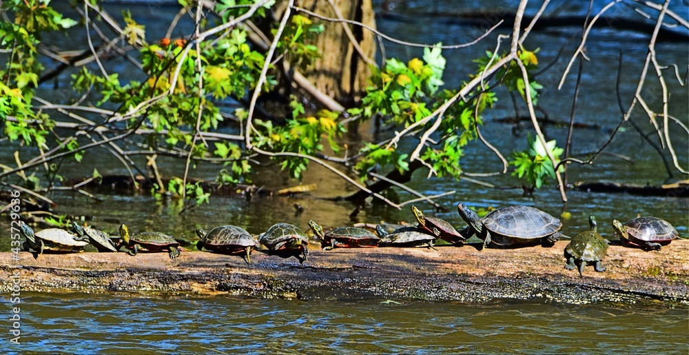 Obraz premium Turtles sunning on log