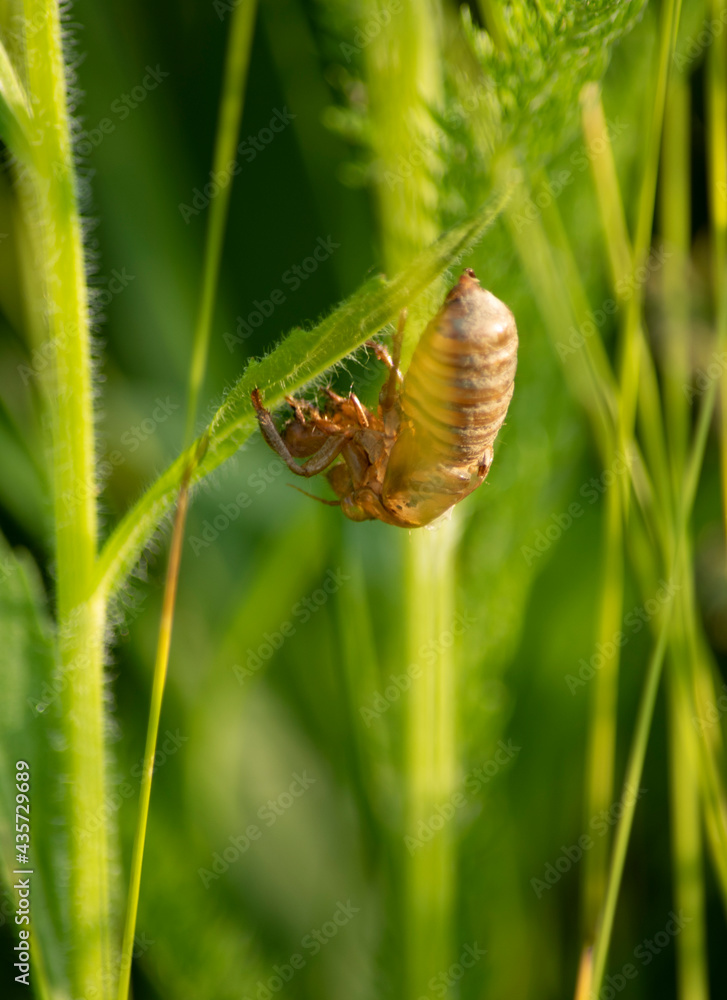 cicadas return