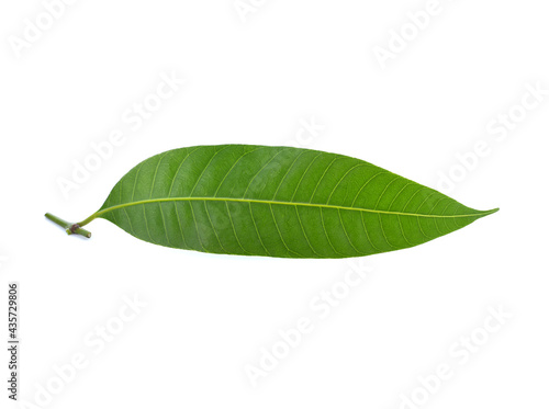maprang leaf on a white background