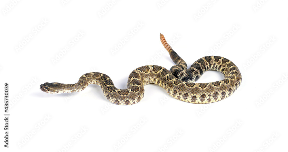 Obraz premium Southern Pacific Rattlesnake (Crotalus helleri). On white background.
