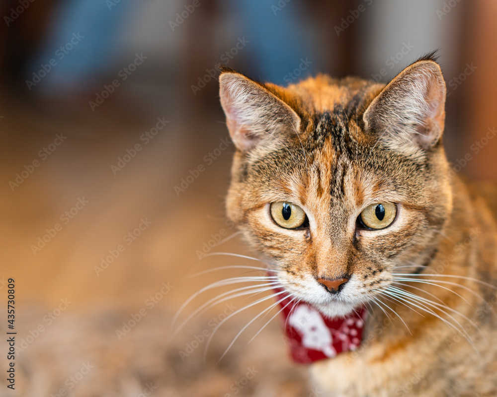 Bengal cat looking confused at the living room with a red cravat
